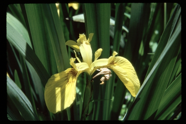 Yellow Flag (Iris pseudacorus)